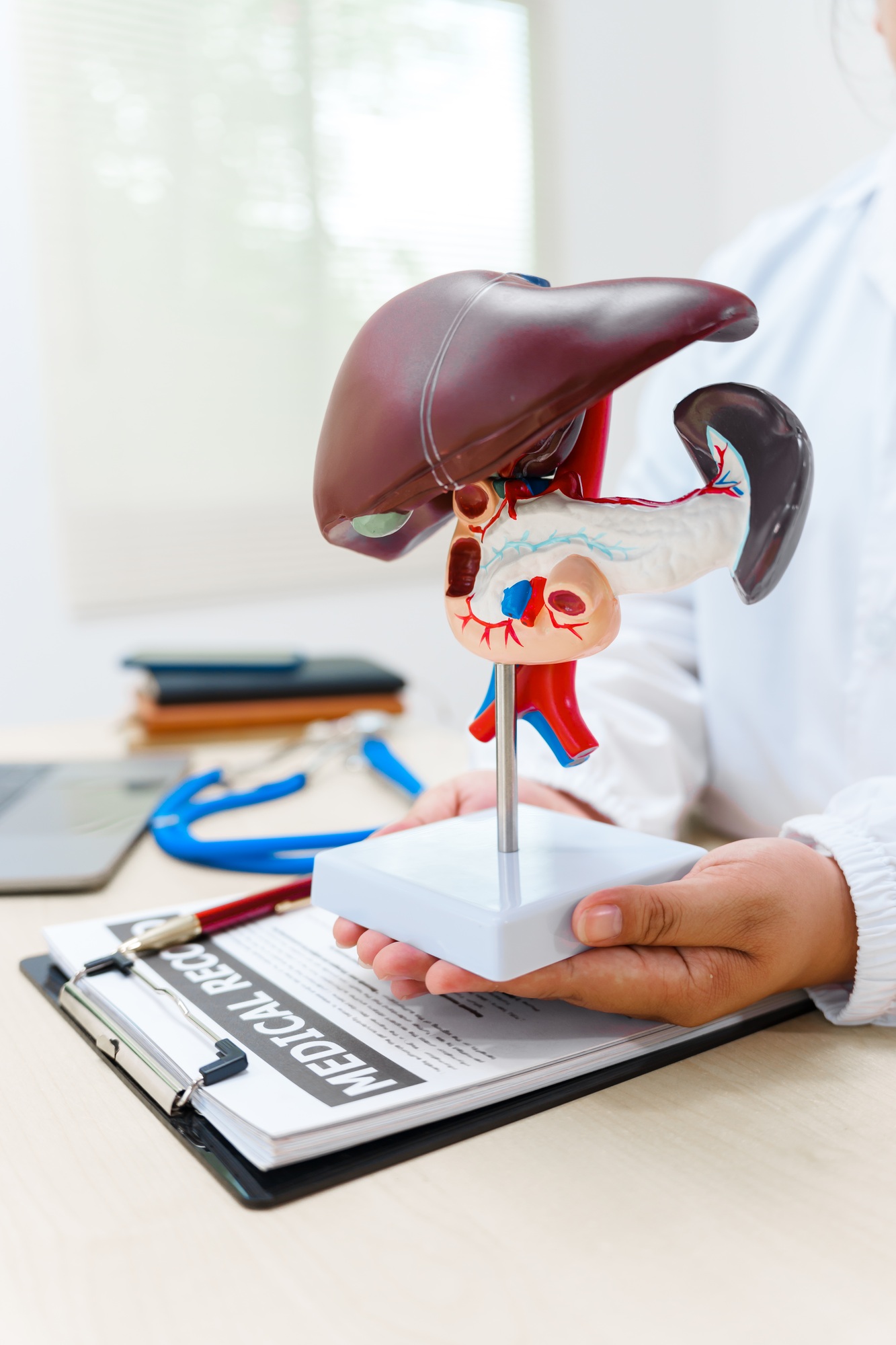A liver doctor examines a model of the liver, on diseases such as hepatitis, cirrhosis, and cancer