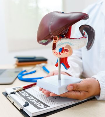 A liver doctor examines a model of the liver, on diseases such as hepatitis, cirrhosis, and cancer